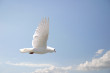 single dove flying