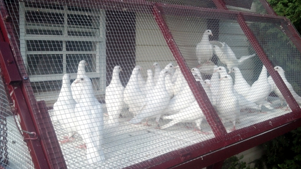 our white doves